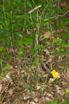 Roan Mountain sedge